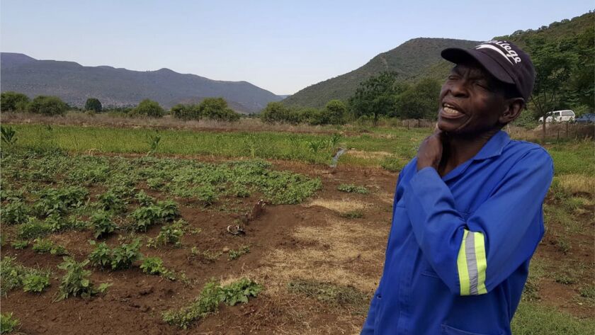 Ndoshi Masoka, a farmer granted land by the government in 2005, used to live on this farm but was evicted in 1973 during apartheid. Now he grows chicory here, but says he and other new farmers on this land would have benefited from more training and support from the government.