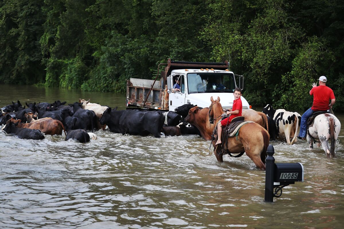 In Sorrento, La., cattle are herded down a flooded road toward trucks that will take them to dry land.
