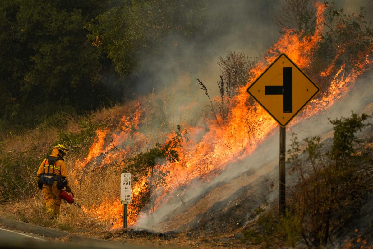 A firefighter lights flames in brush on a hillside for a controlled burn