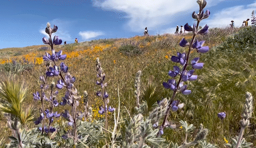 Wildflowers swaying in the breeze in the Antelope Valley on Sunday.
