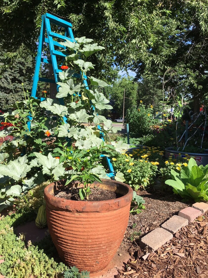 Marigolds and zinnias planted below squash that's vining up a ladder attract pollinators and other beneficial insects.