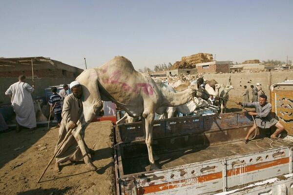 Egypt camel market