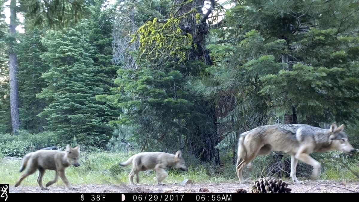 FILE - This June 29, 2017, file remote camera image provided by the U.S. Forest Service shows a female gray wolf and two of the three pups born in 2017 in the wilds of Lassen National Forest in Northern California. Trump administration officials on Thursday, Oct. 29, 2020, stripped Endangered Species Act protections for gray wolves in most of the U.S., ending longstanding federal safeguards and putting states in charge of overseeing the predators. (U.S. Forest Service via AP, File)