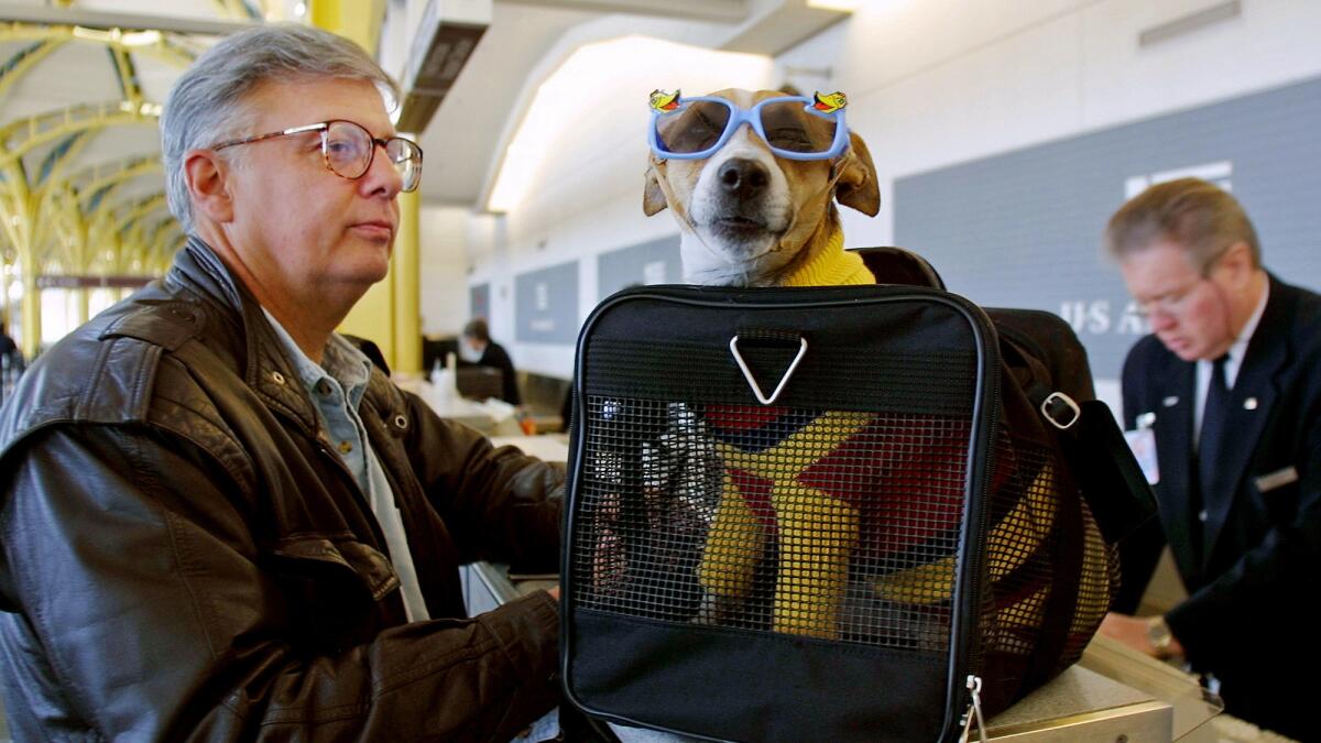 Andy Messing Jr. checks in with his dog at Reagan National Airport in Washington, D.C.