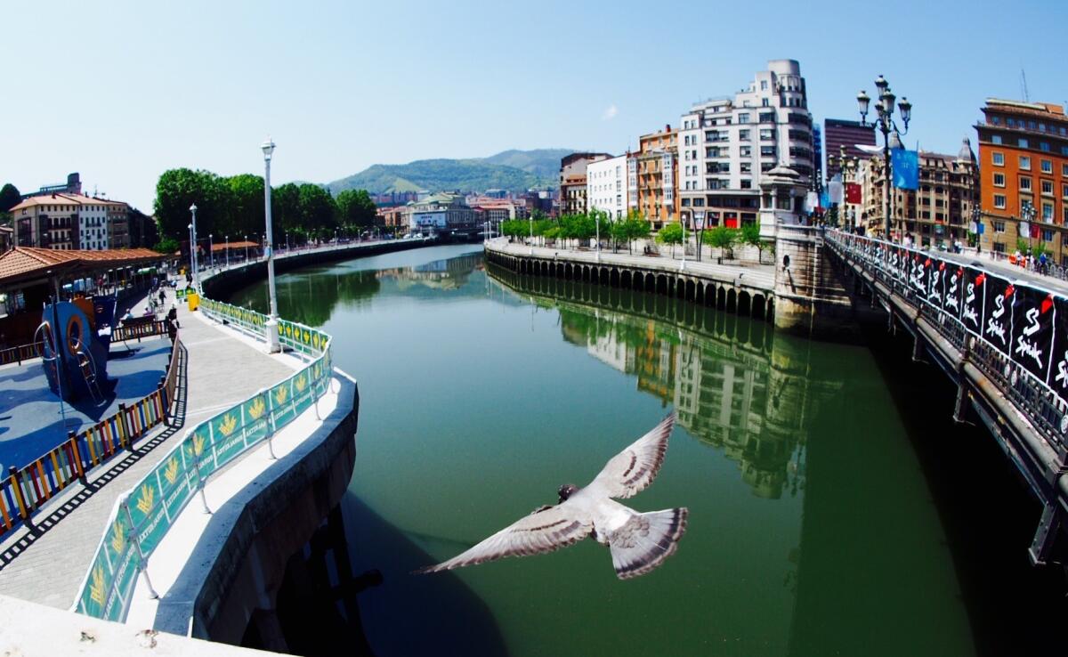 Pigeon over the Nervin river; Bilbao, Basque Country (Phil Calvert)