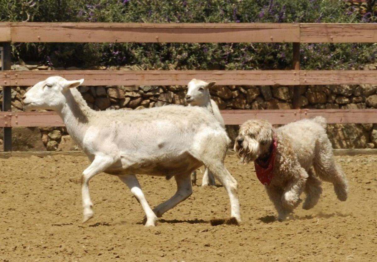 Darby even learned to to herd sheep at a ranch near Malibu. Read the story.