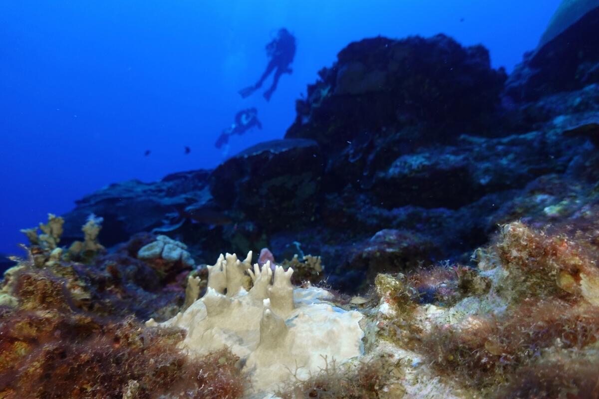 Underwater shot of bleached coral, with a diver in the background 