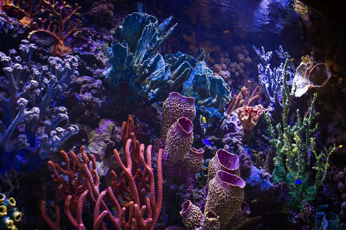 Colorful corals inside a large private saltwater aquarium.