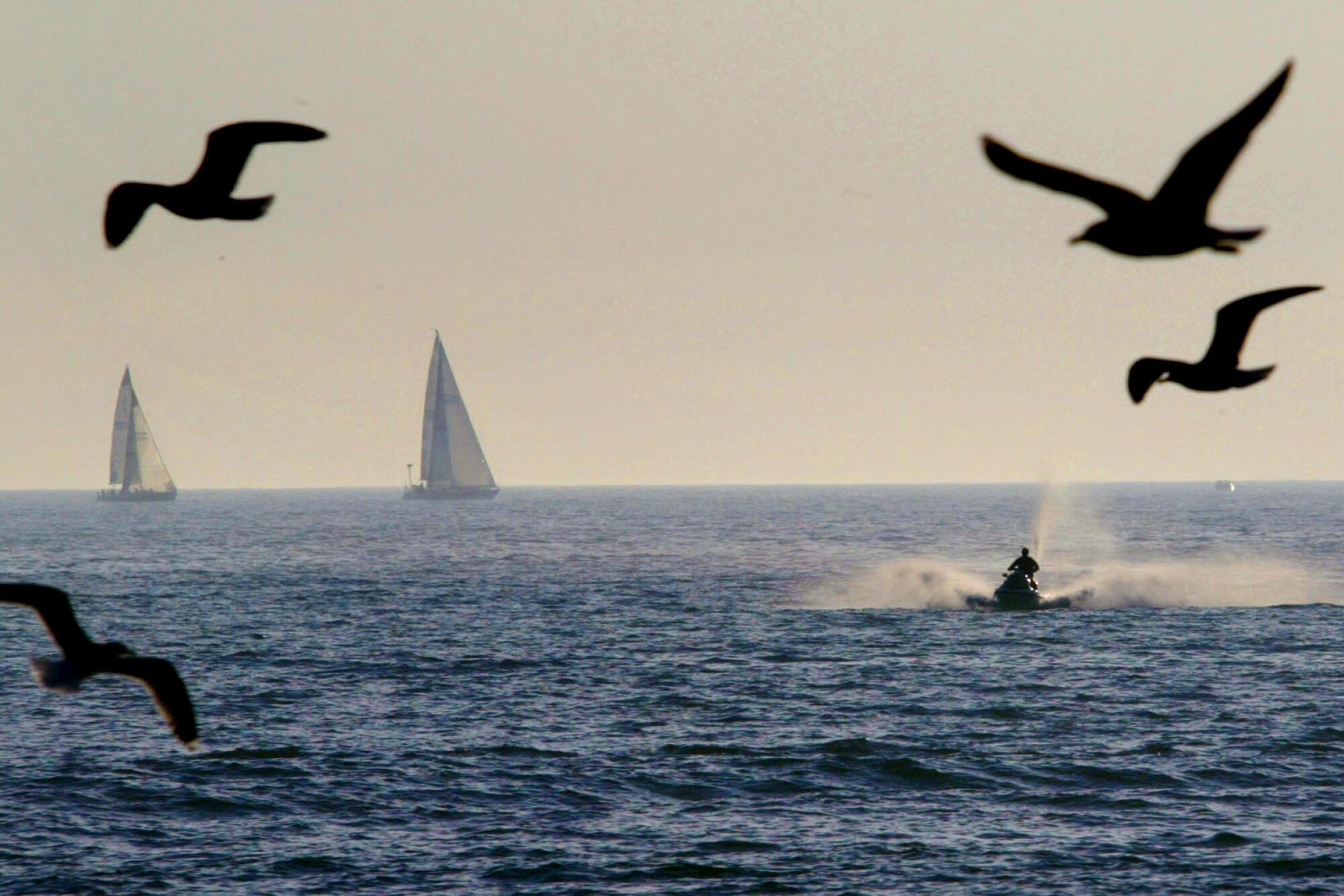 A person on a jetski out in the ocean with seagulls and sailboats. 