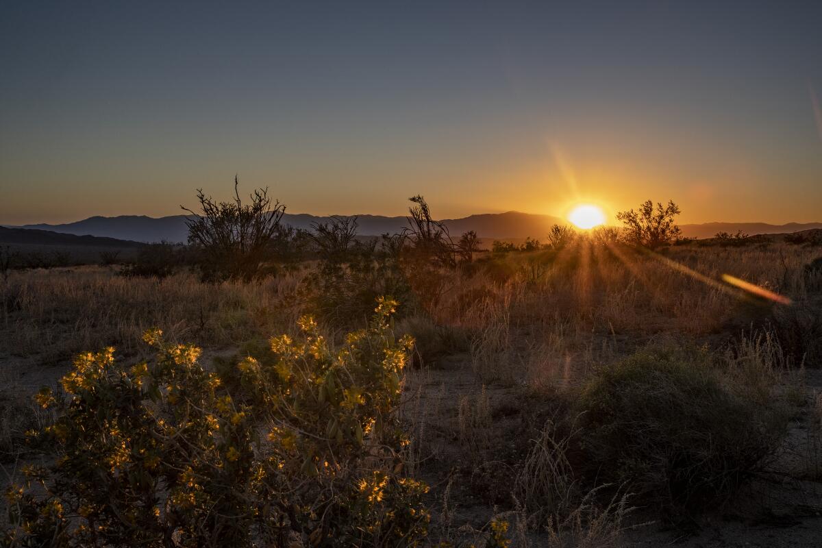 As dusk settles in, yellow wildflowers pop out of the landscape in late February in the southern part of Joshua Tree National Park.