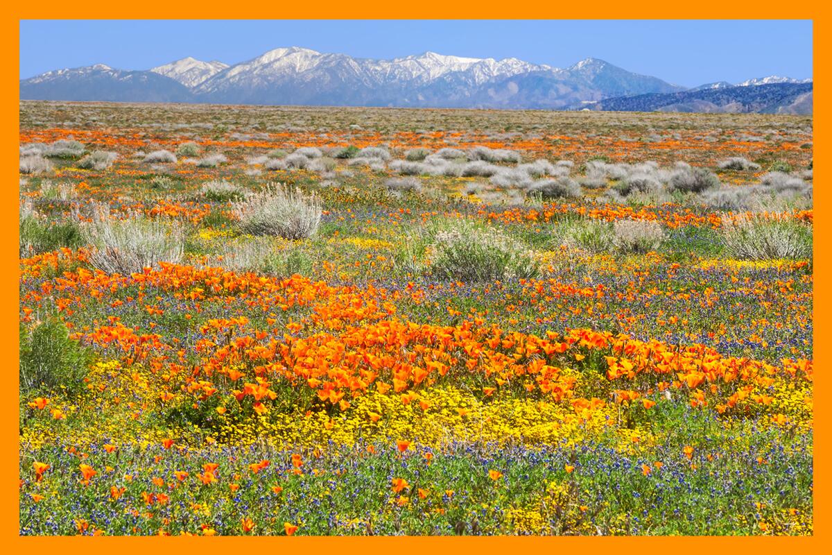 Field of bright wildflowers in Antelope Valley California Poppy Reserve, with the San Gabriel Mountains in the background.