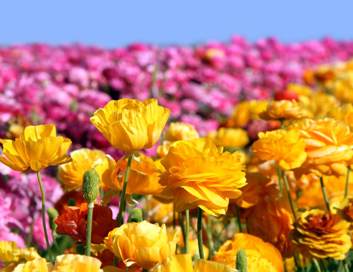 Ranunculus blossoms at The Flower Fields at Carlsbad Ranch.