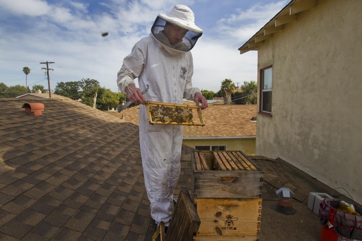 Urban beekeeper Rob McFarland inspects his hive on his roof in the Del Rey neighborhood in 2014.