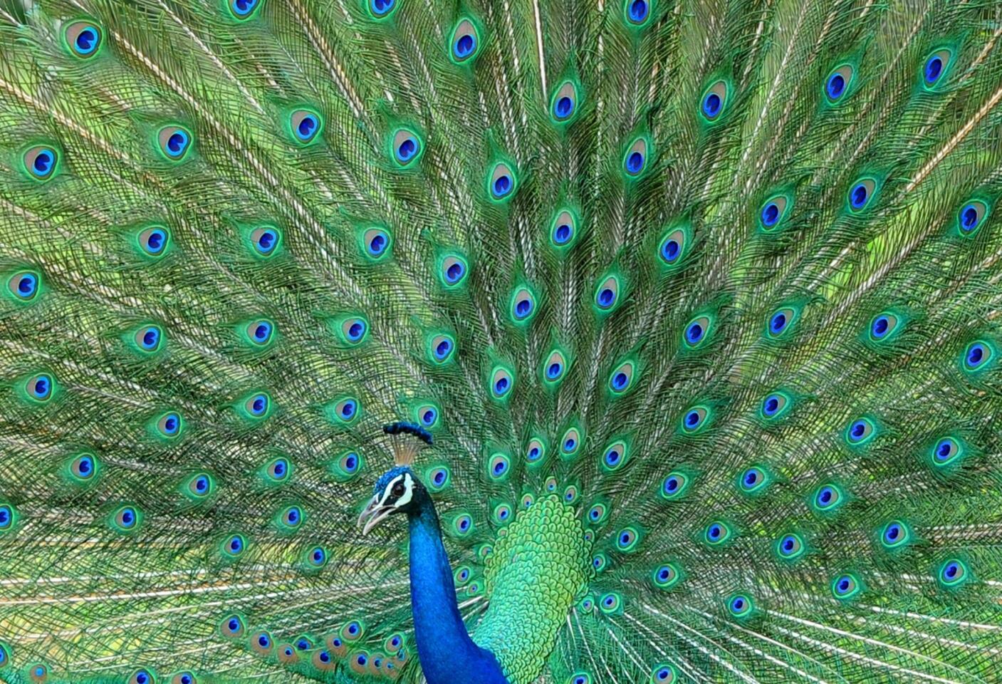 Sri Lankan peacock