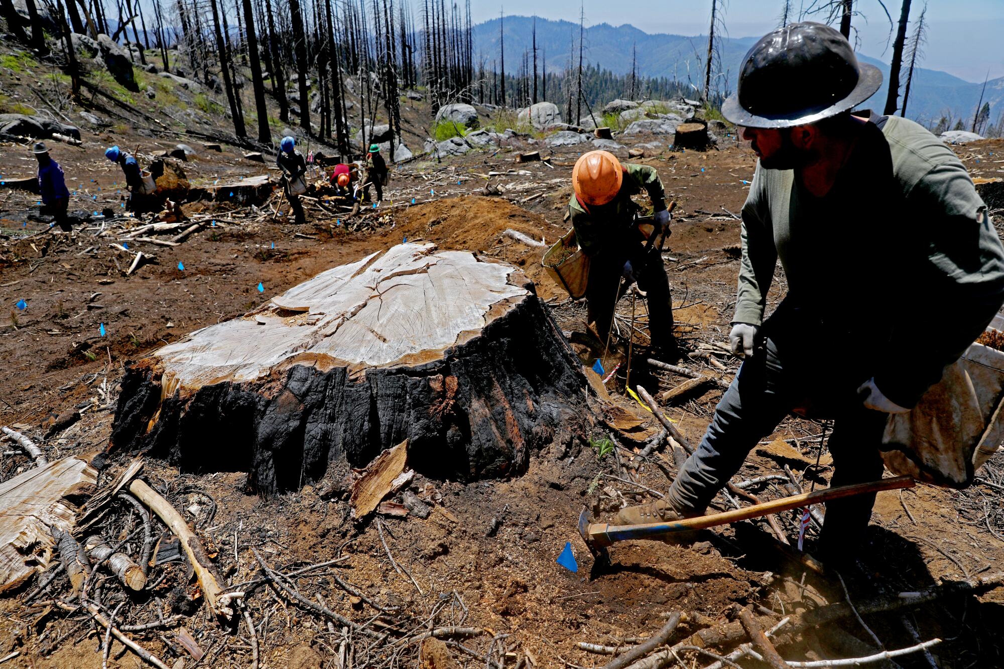 Work crews hoe the ground near a large tree stump. 