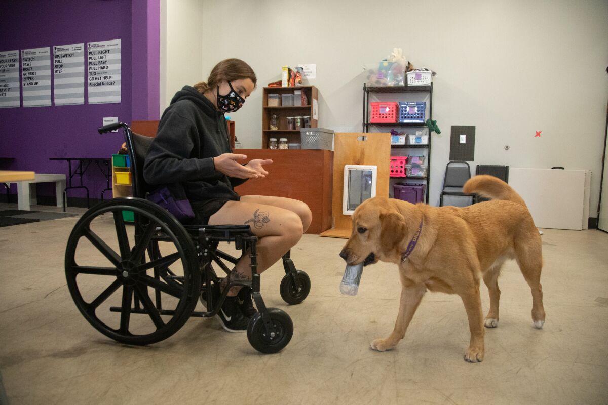 A golden Labrador in service dog training brings a water bottle to someone sitting in a wheelchair