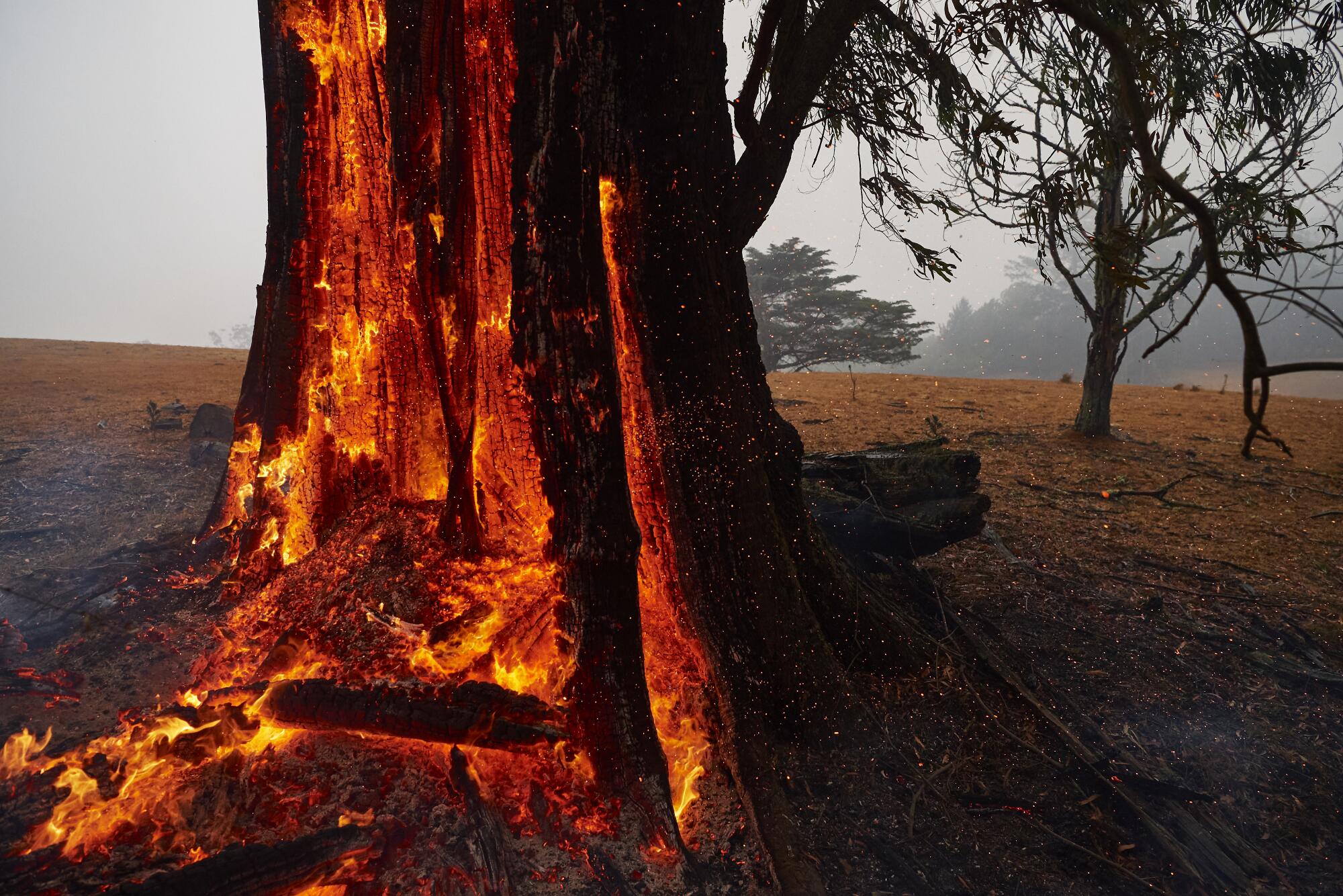 A tree burns from the inside hours after the passage of a fire front in Bundanoon, Australia. 