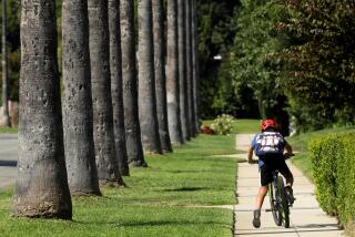 LOS ANGELES, CA - SEPTEMBER 26, 2023 - A youngster rides his bike past a row of palm trees and manicured lawns in a San Marina neighborhood on September 26, 2023. This is one of the neighborhoods where Cal State Los Angeles Professor Eric Wood, former Cal State Los Angeles student Christian Benitez and a team of researchers took part in a study to learn that the differences in bird species across L.A. are a consequence of past and present inequities. Modern wealth disparities and historic redlining practices by the Home Owners' Loan Corporation influence the types of birds Angelenos see across the city, according to their new study. Wood, who lead the study, is an Associate Professor of Avian and Urban Ecology at Cal State Los Angeles. (Genaro Molina / Los Angeles Times)