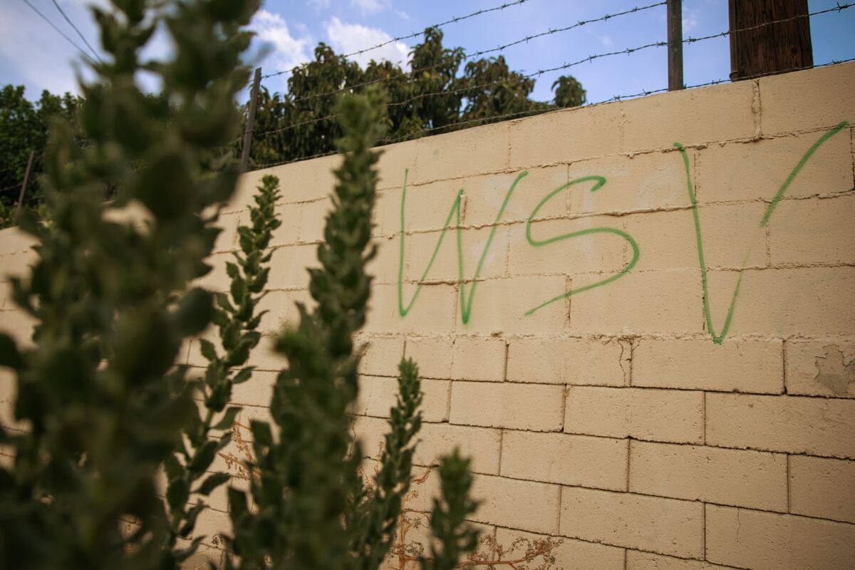 The letters "WSV" are spray-painted on a wall.