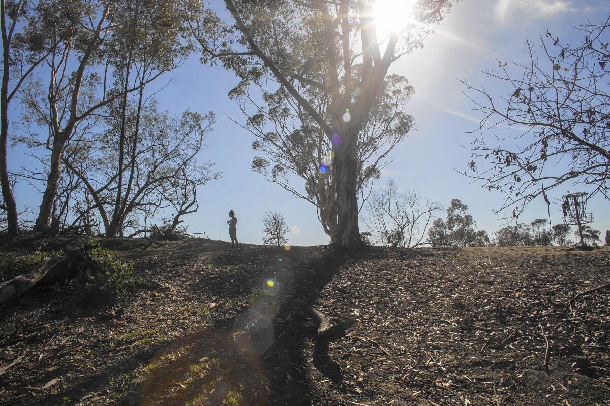 The trees in Elysian Park are barren and dying off at an alarming rate. A study commissioned as part of the 2006 proposed master plan shows that the deterioration of the park’s non-native forests long preceded the current drought.