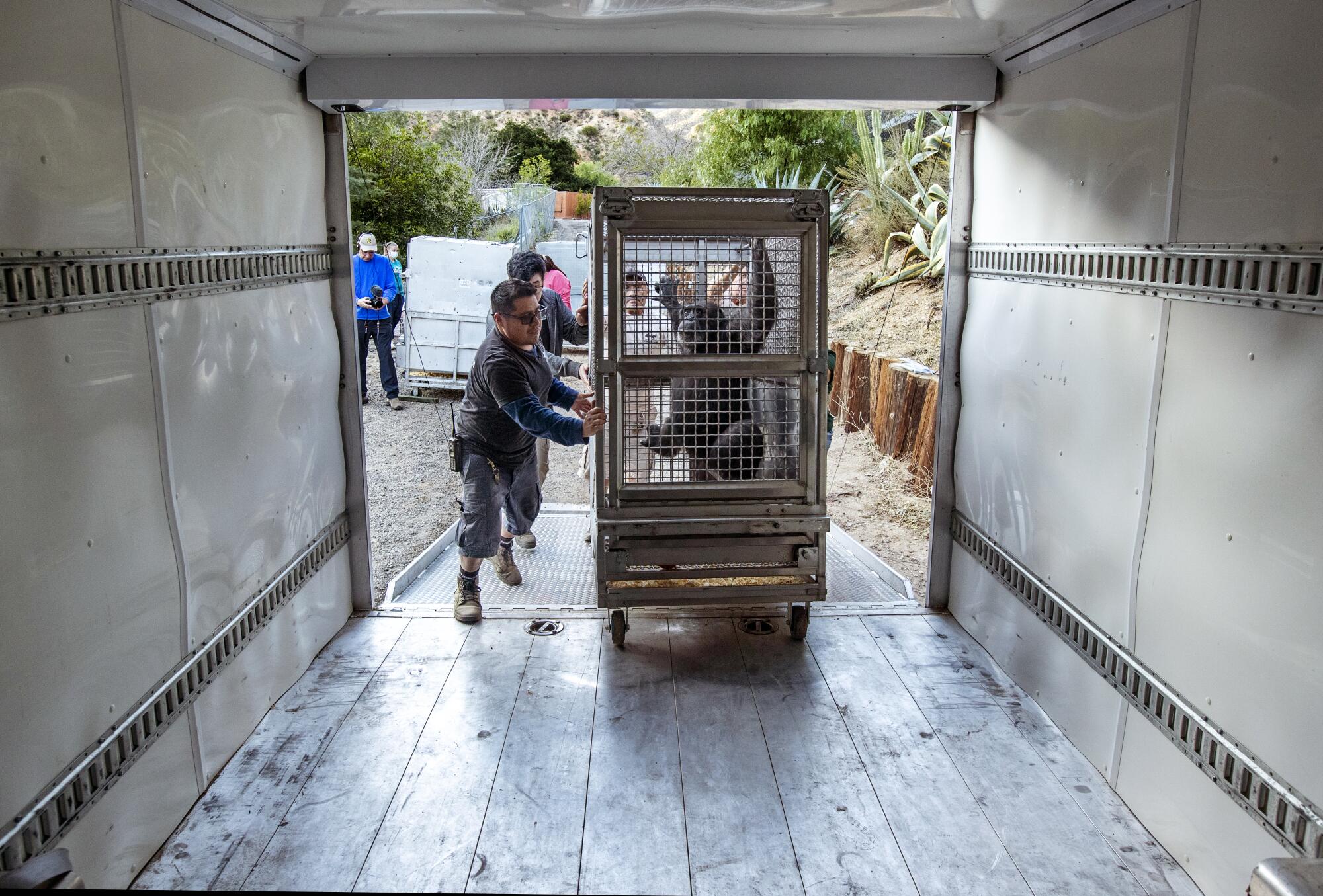 A chimpanzee in a transport cage is wheeled up a ramp into a cargo bay