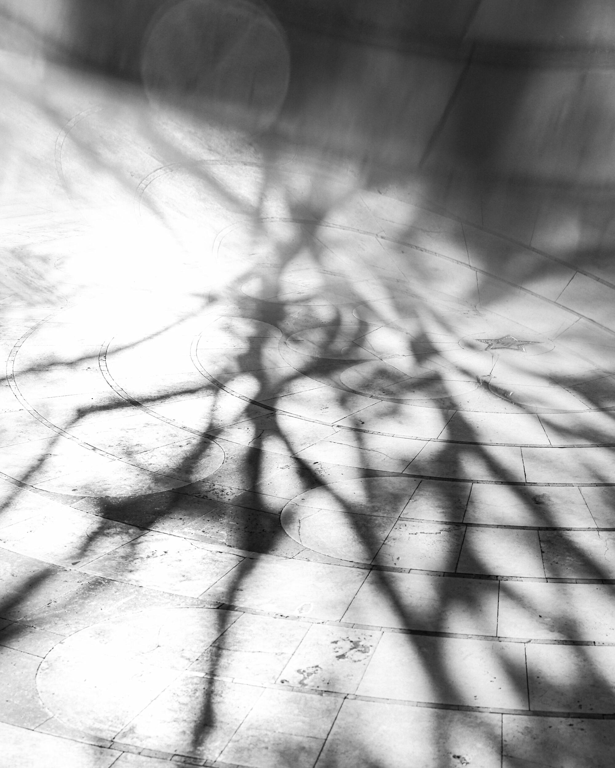 A shadow of a tree is cast on the ground.