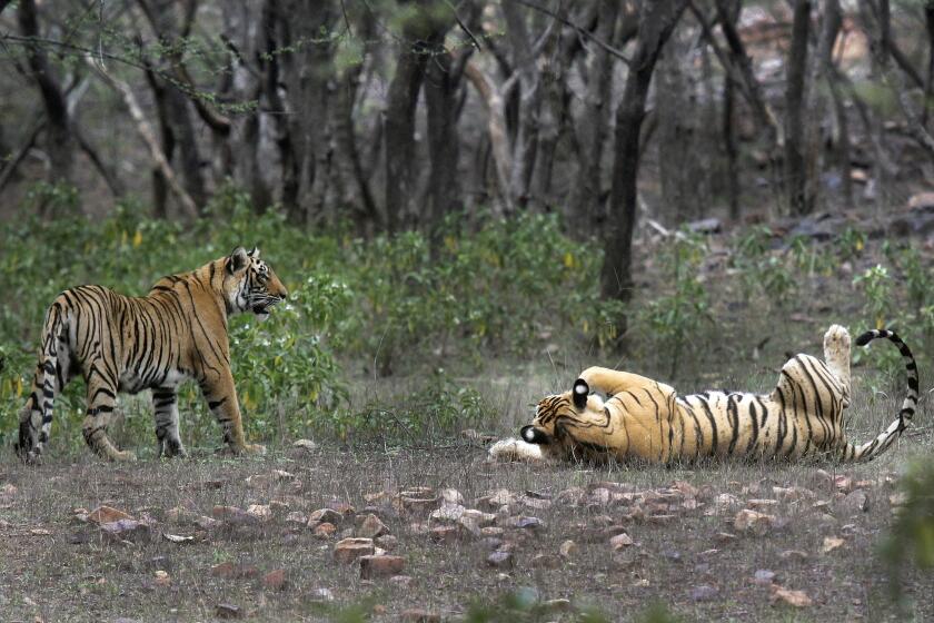 FILE - Tigers are visible at the Ranthambore National Park in Sawai Madhopur, India on April 12, 2015. India will celebrate 50 years of tiger conservation on April 9, 2023, with Modi set to announce tiger population numbers at an event in Mysuru in Karnataka. (AP Photo/Satyajeet Singh Rathore, File)