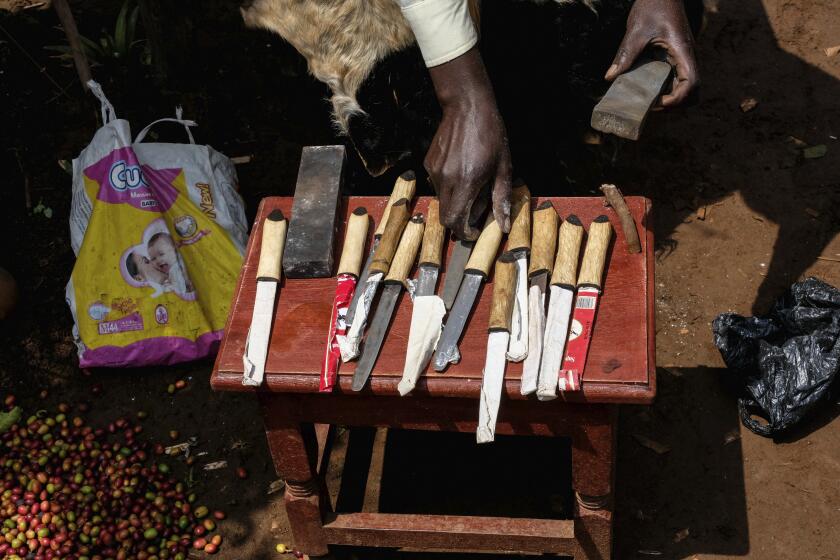 Traditional circumcision knives are prepared by a surgeon a day before the launch of a ritual, known as Imbalu, at Kamu village in Mbale, Eastern Uganda, Friday, Aug. 2, 2024. (AP Photo/Hajarah Nalwadda)