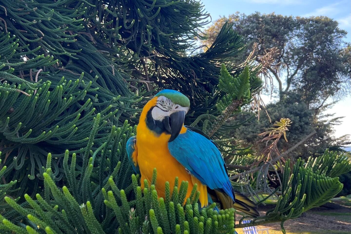 Paul Cohen parrot.jpg