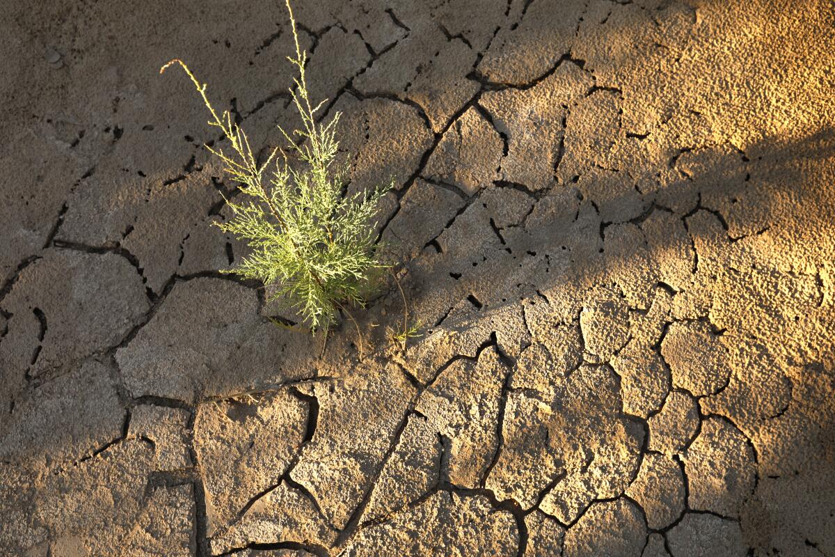 A plant sprouts through the dried river bed along Glen Canyon near the Utah-Arizona border on the Colorado River.