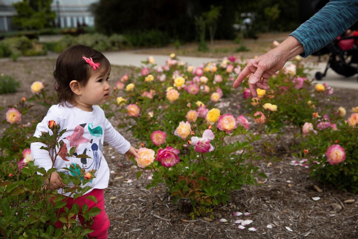 Emilyn Chandler enjoys roses known as Huntington's 100th, with her grandmother Sue Chandler, during a visit to the Huntington Library, Art Collections and Botanical Gardens in San Marino.