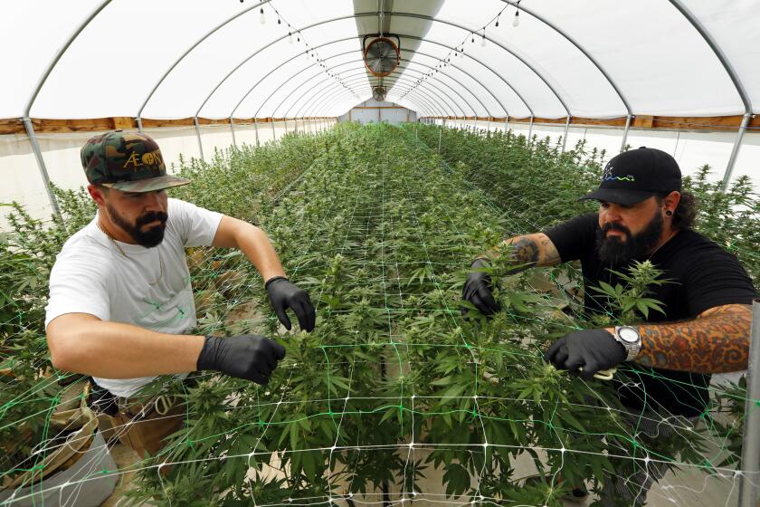Scottsdale, Arizona-Sept. 7, 2021-Ian Finley, left, grow manager, and Butch Williams, right, chief horticulturist, tends to the plants growing the Scottsdale Research Institute, where they work, on Sept. 7, 2021. Scottsdale Research Institute is now one of four companies licensed by the federal government to grow marijuana and use it in federally approved drug trials. (Carolyn Cole / Los Angeles Times)