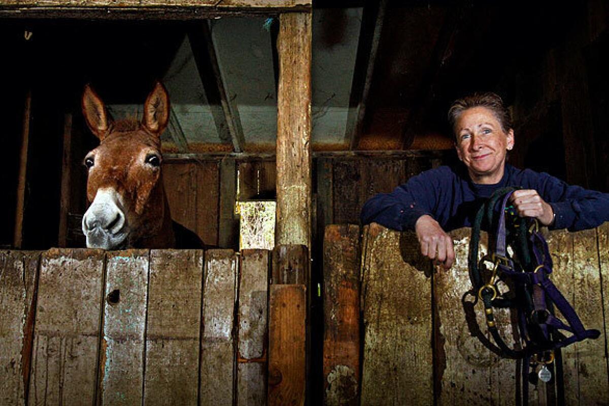 Deb Burgess with lead packer Fred, her only mule. Burgess is owner and operator of Adams' Pack Station and General Store in Chantry Flat in the Angeles National Forest. Burgess, who has more than a dozen donkeys, provides a pack service for cabin owners and campers who need all manner of goods delivered to them. See full story