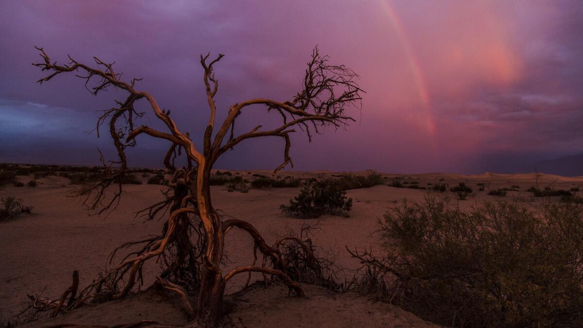 A rainbow forms during a rare stormy sunrise at the Mesquite Flat Sand Dunes in Death Valley National Park.