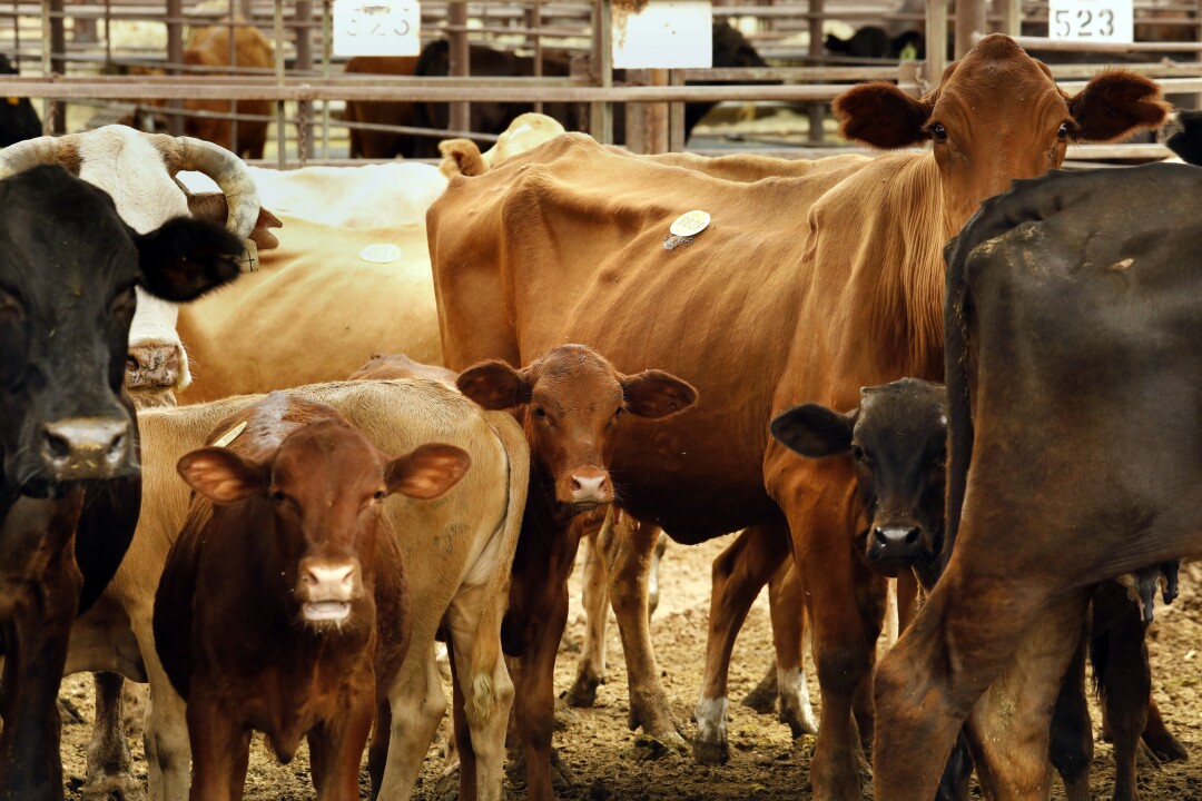 Emaciated cattle are often sold at Marana Stockyards.