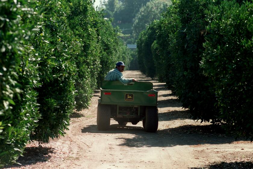 Abelardo Hernandez drives trough orange trees at the Bothwell farm, what is believed, the last commercial Orange Grove in the San Fernando Valley, Thursday, Aug. 27, 1998. (Frank Wiese / Los Angeles Times)