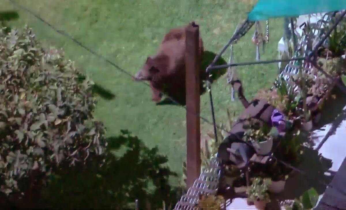 A bear walks in a yard in the Eagle Rock neighborhood
