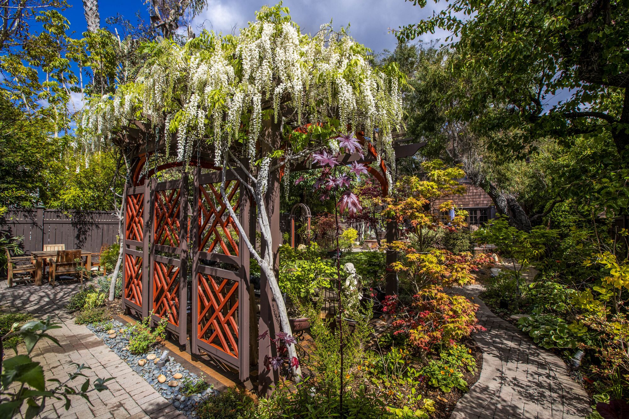 A view of a pergola covered in wisteria, in a backyard garden.