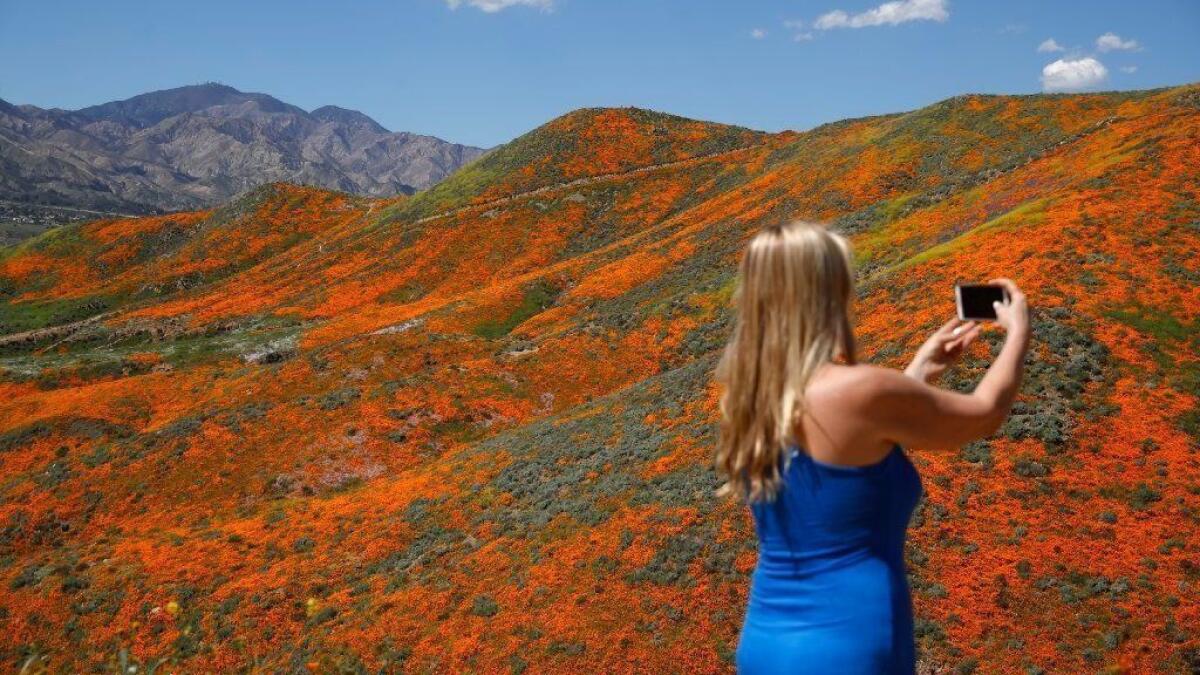 A visitor takes a picture among wildflowers in bloom in Lake Elsinore on March 18.