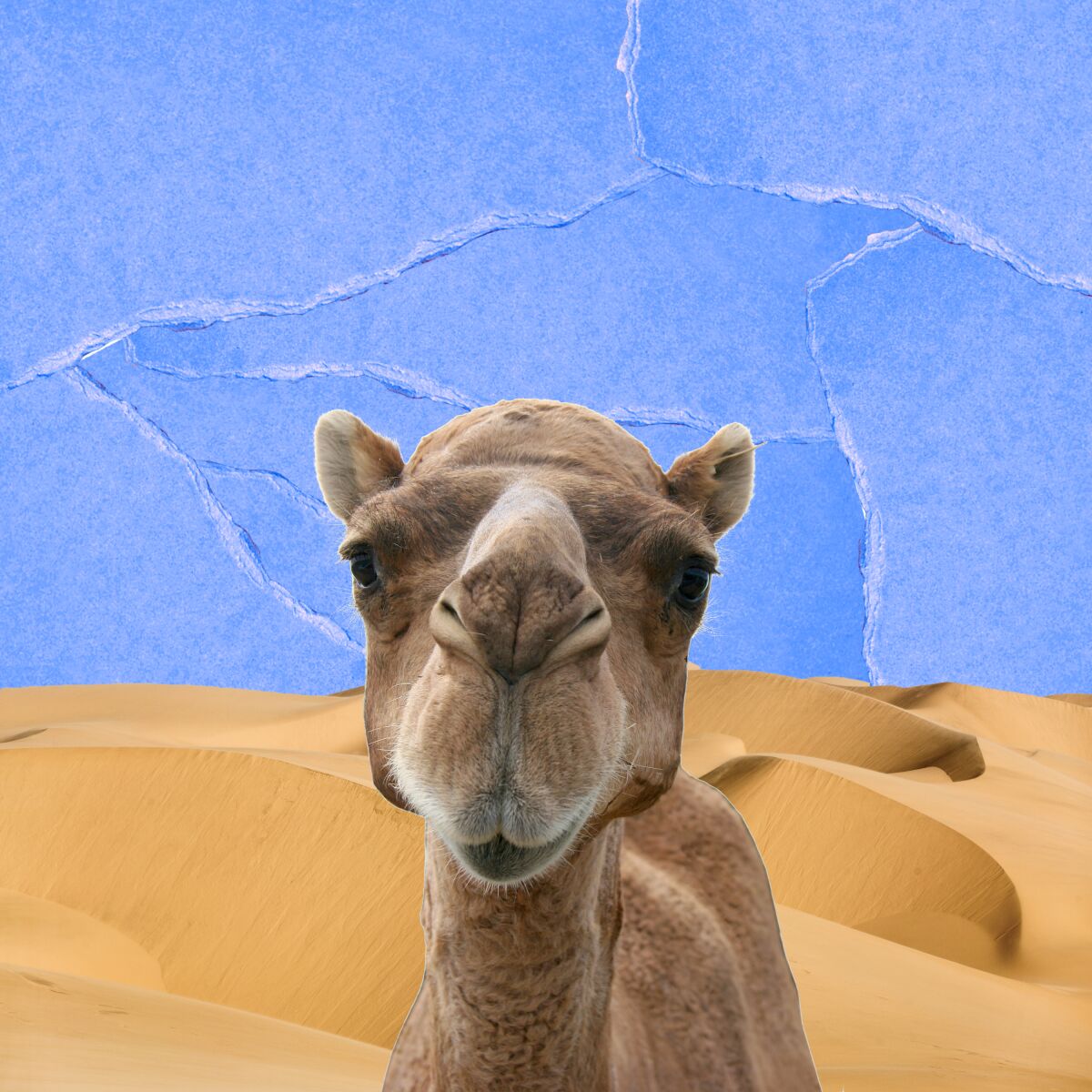 A camel on sand dunes.