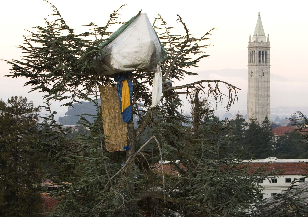A tent is seen in the top of a tree. In the background is a bell tower with a clock.