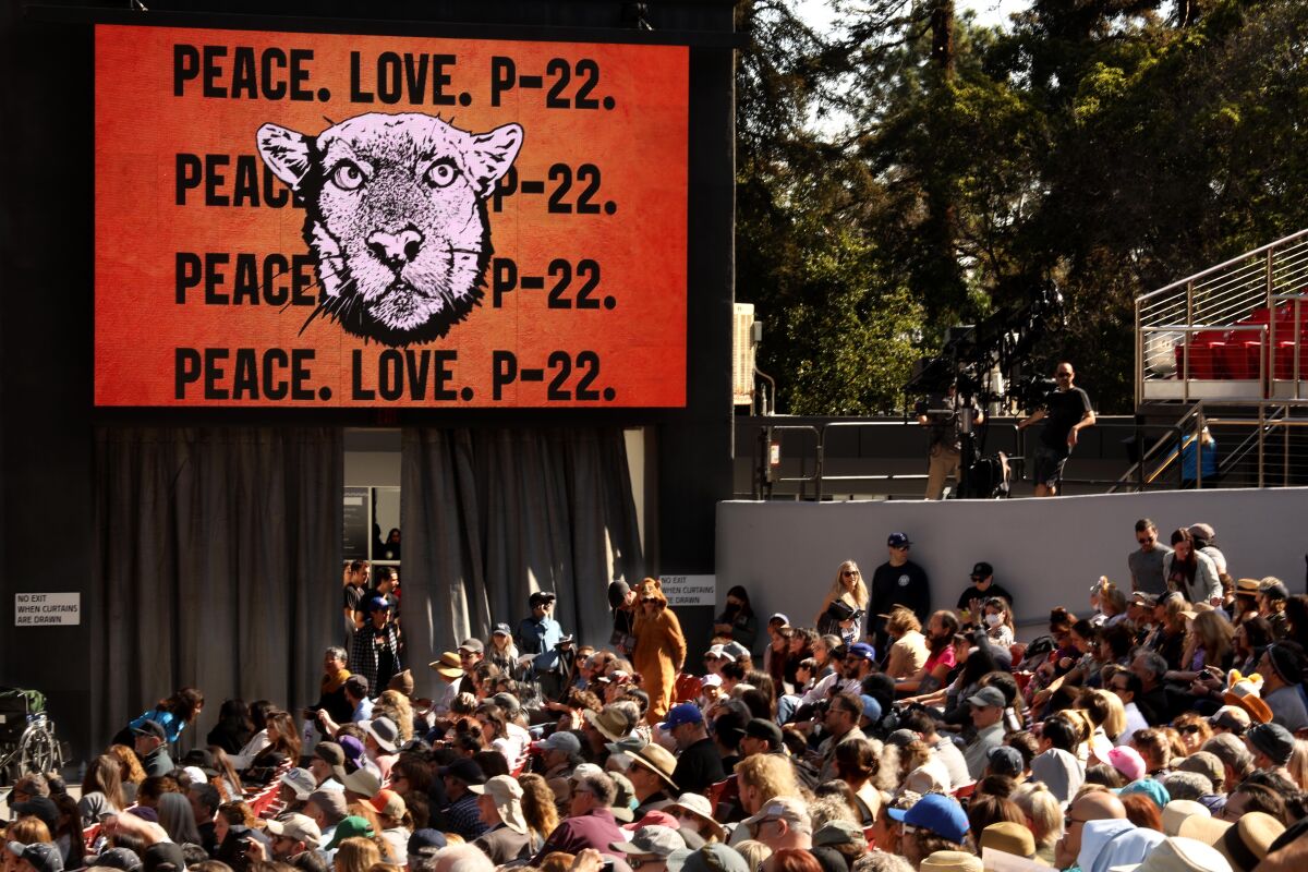 A crowd sits under a sign with a mountain lion's face and text that reads "Peace, Love, P-22" several times 