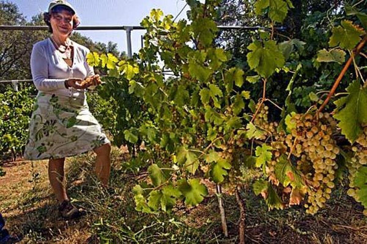 Laurence Hauben with Chasselas Dore grapes.