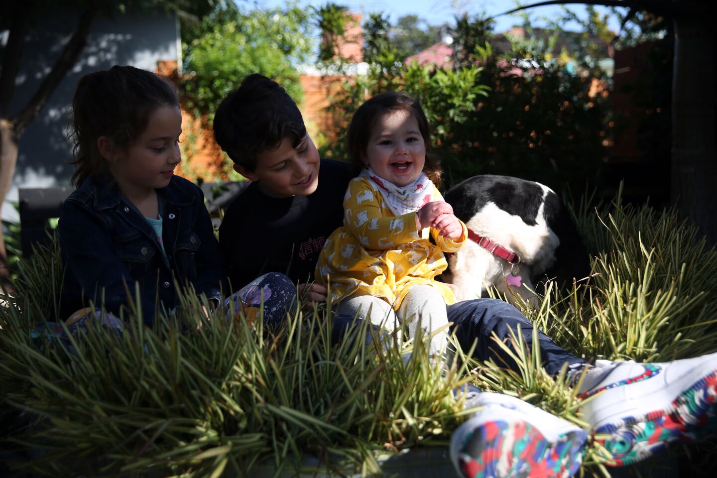 Nili, Ari and Talia Glatstein, left to right, play with their dog Bing Bong on a tub of variegated St. Augustine grass.