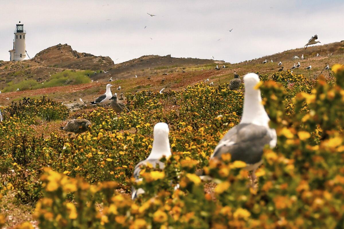 Anacapa Island part of Channel Islands National Park, is home to thousands of western gulls and a 1932 light station.
