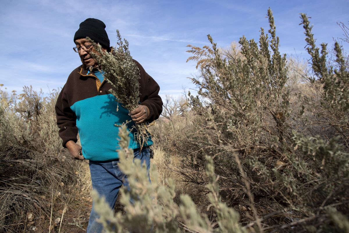 Jonah Yellowman, a 66-year-old Navajo spiritual leader, gathers sage on Cedar Mesa not far from the base of the Bears Ears buttes in southeastern Utah. He uses the plant in weekly ceremonies.