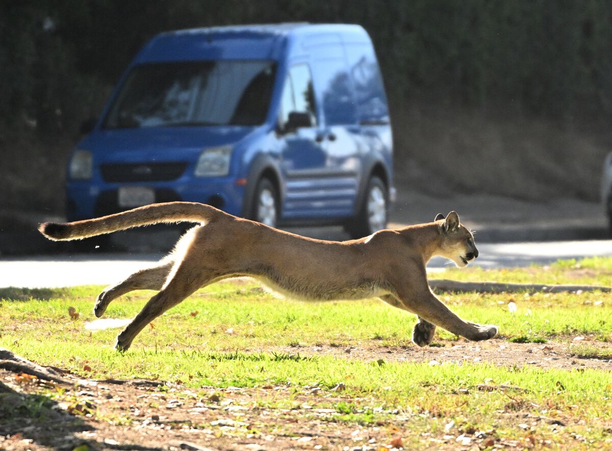 Boy survives mountain lion attack in rural San Mateo County - Los Angeles  Times