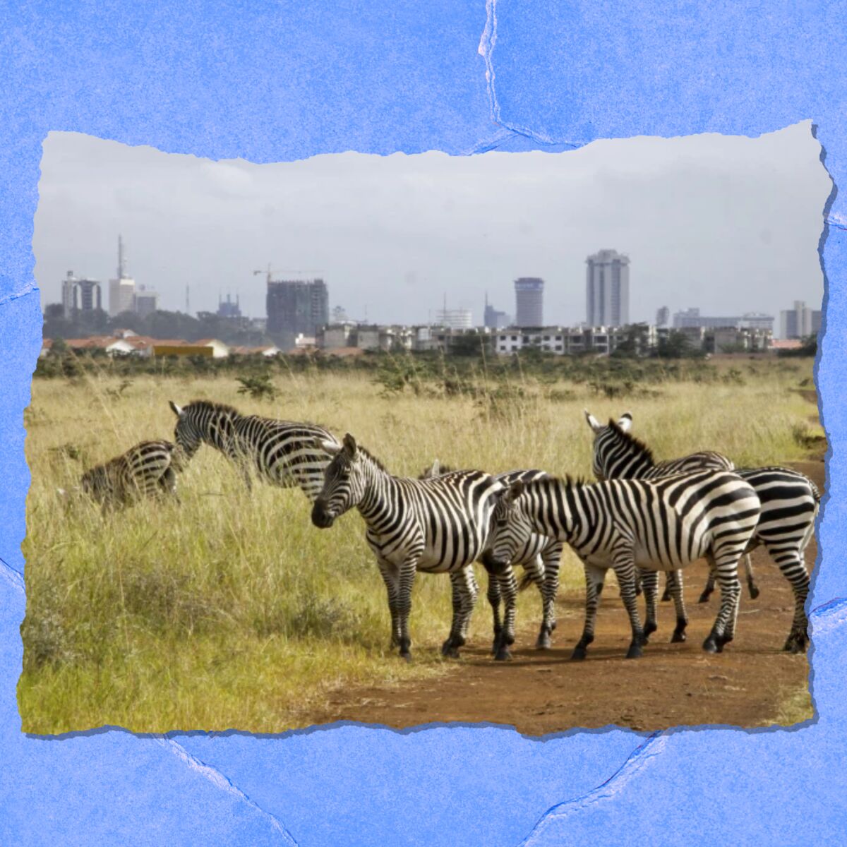 Zebras roam six miles from downtown Nairobi.
