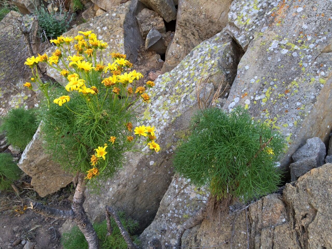 La Jolla Canyon