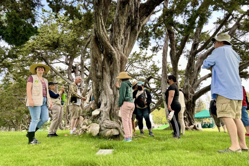 Observers examine Hollywood Juniper trees at Fairhaven Memorial Park. 